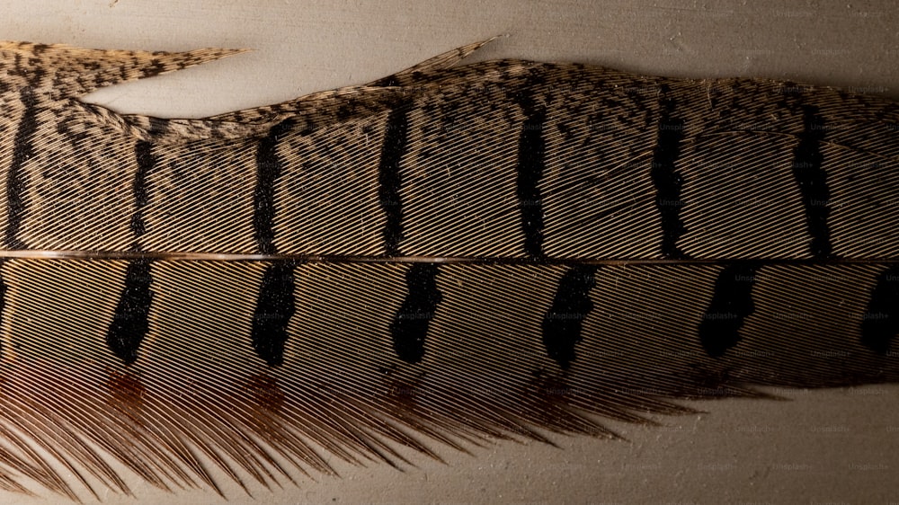 Un primer plano de una pluma sobre una mesa