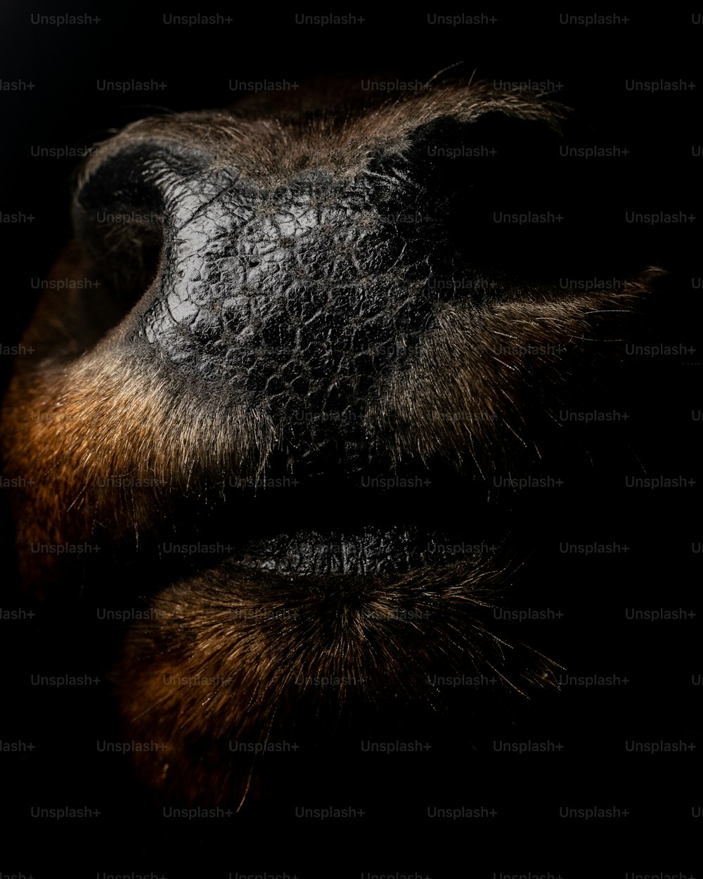 Eine Nahaufnahme der Nase eines Hundes im Dunkeln