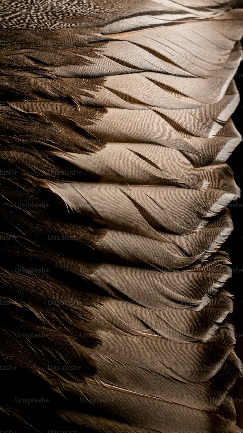 un gros plan des plumes d’un oiseau sur fond noir