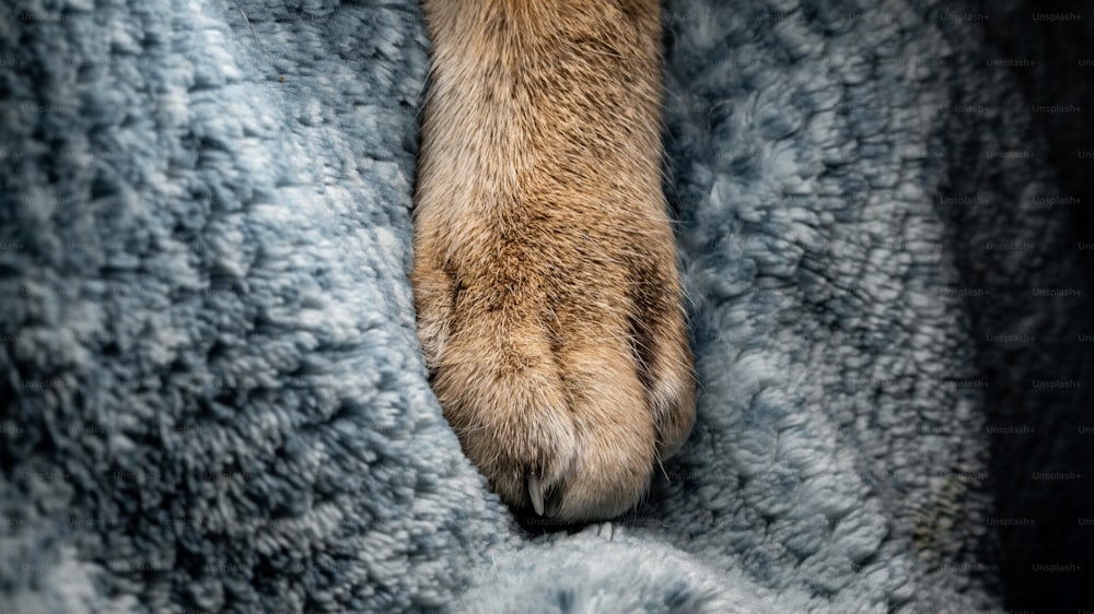 Un primo piano di una zampa di cane su una coperta