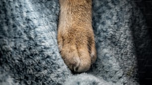 Gros plan d’une patte de chien sur une couverture