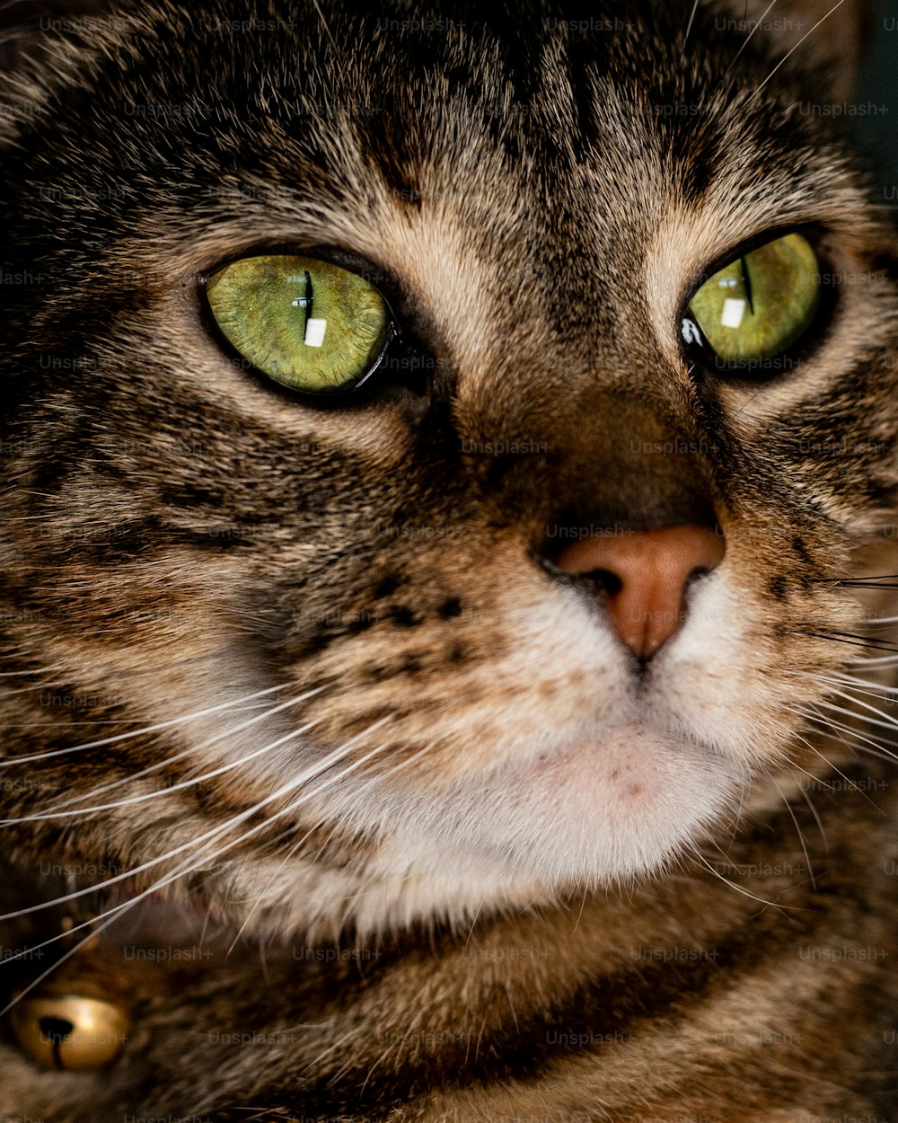 Un primer plano de un gato con ojos verdes