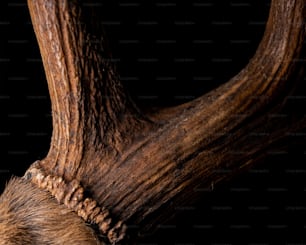 a close up of a deer's antlers head
