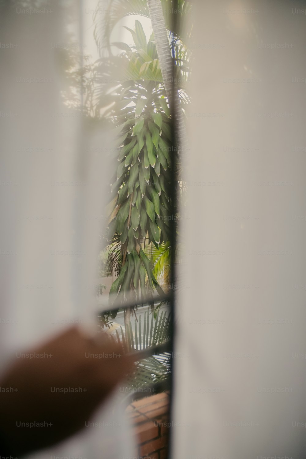 a person looking out of a window at a plant