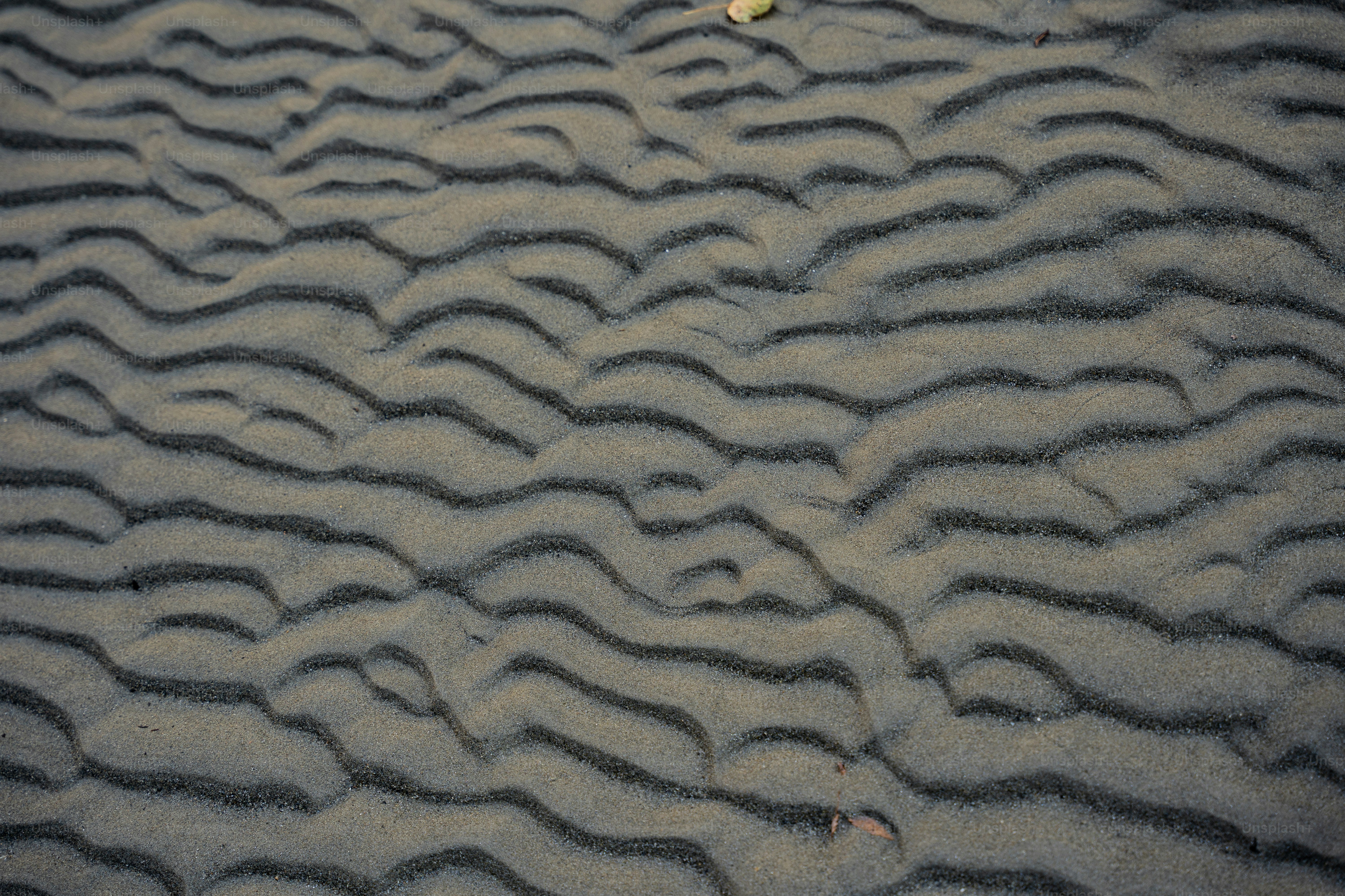 Ein Vogel steht im Sand am Strand