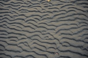 새가 해변의 모래에 서있다.