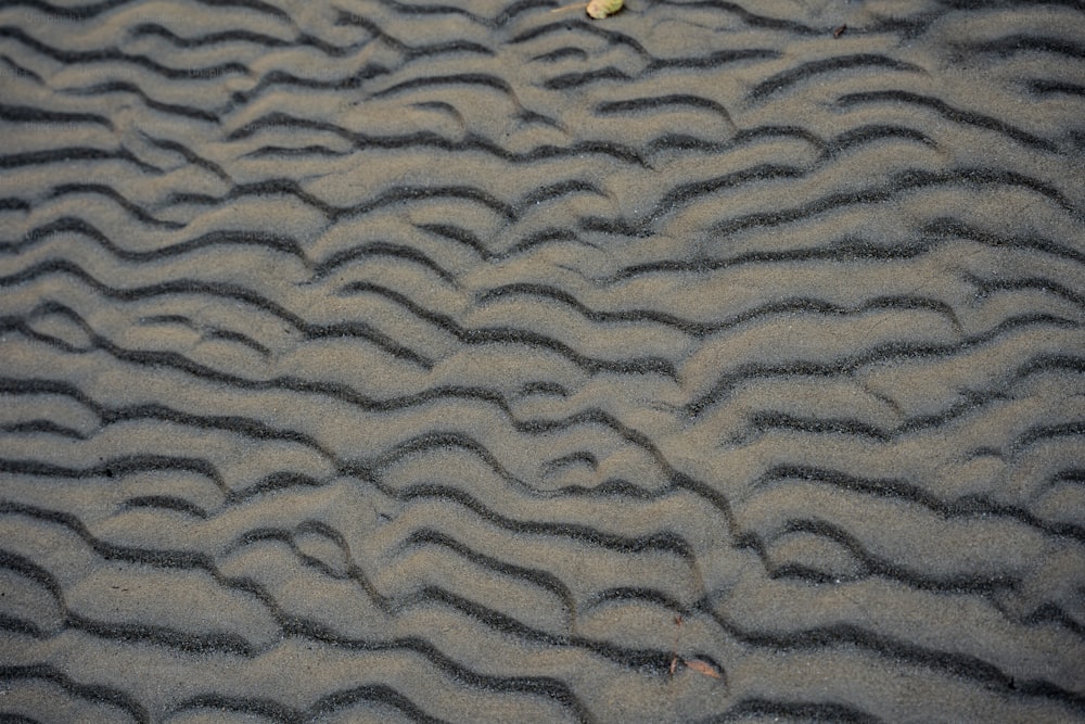 Un uccello è in piedi nella sabbia sulla spiaggia
