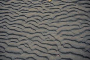 a bird is standing in the sand on the beach