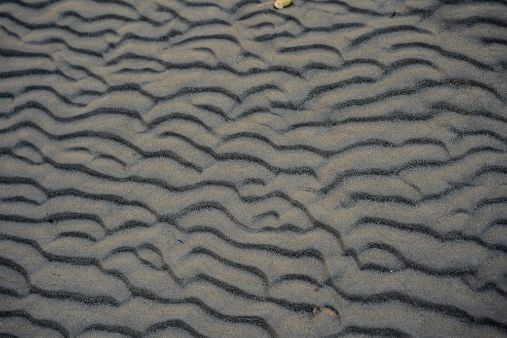 a bird is standing in the sand on the beach