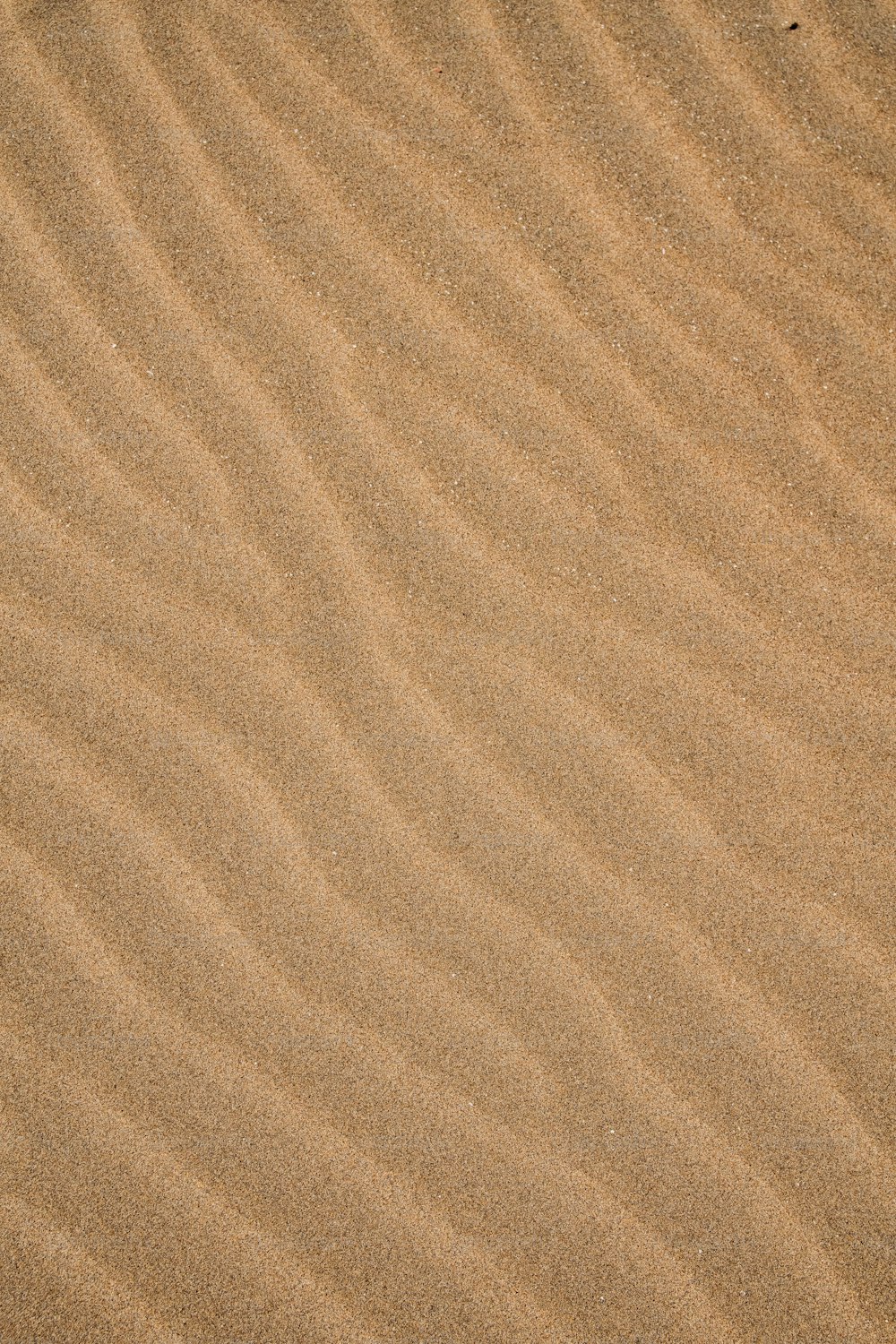 Un uccello è in piedi nella sabbia sulla spiaggia