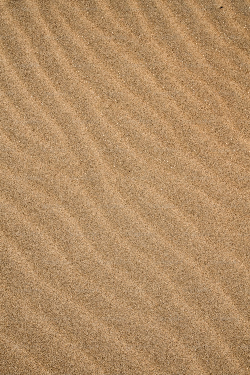 Un oiseau se tient dans le sable sur la plage