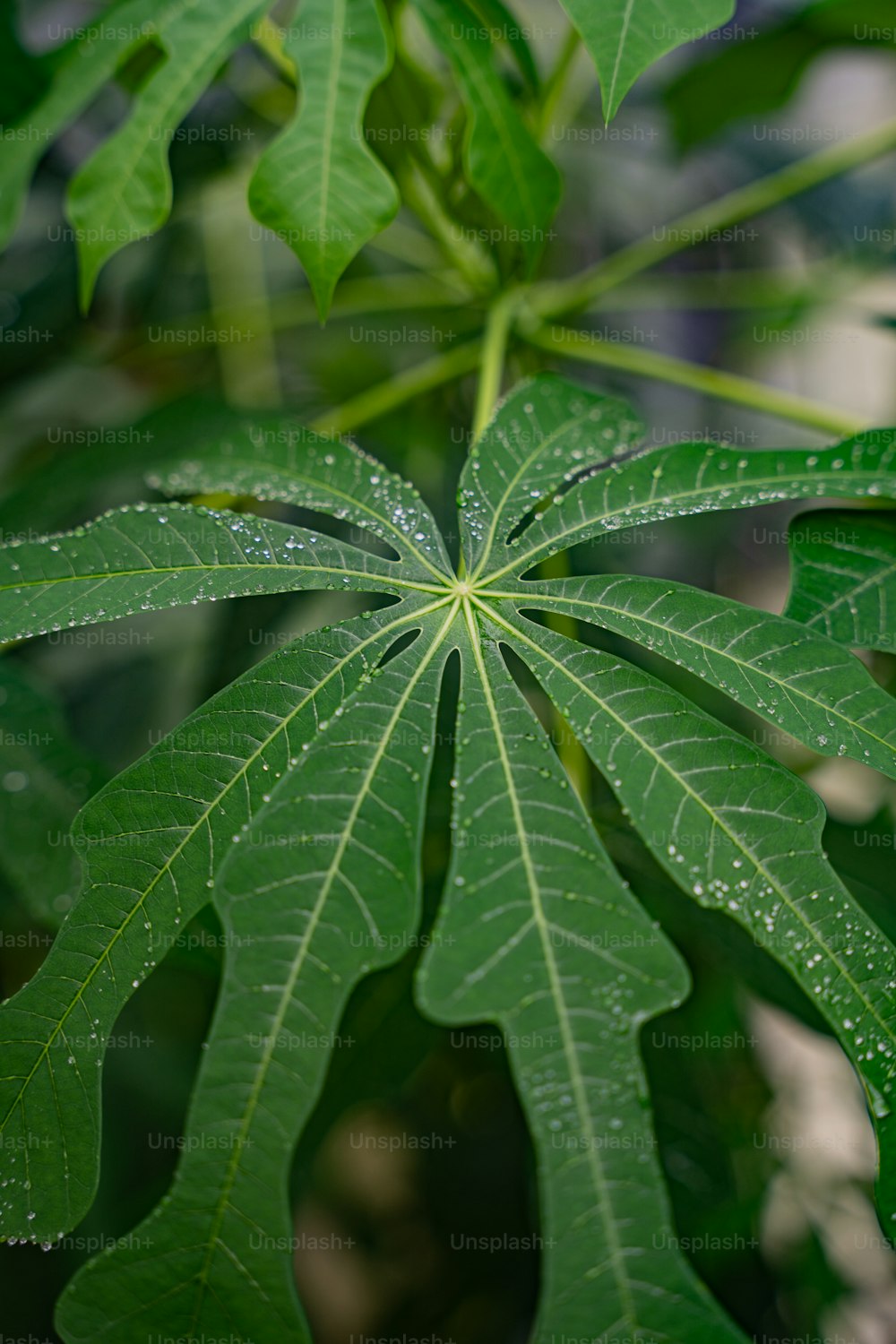 ein grünes Blatt mit Wassertropfen darauf