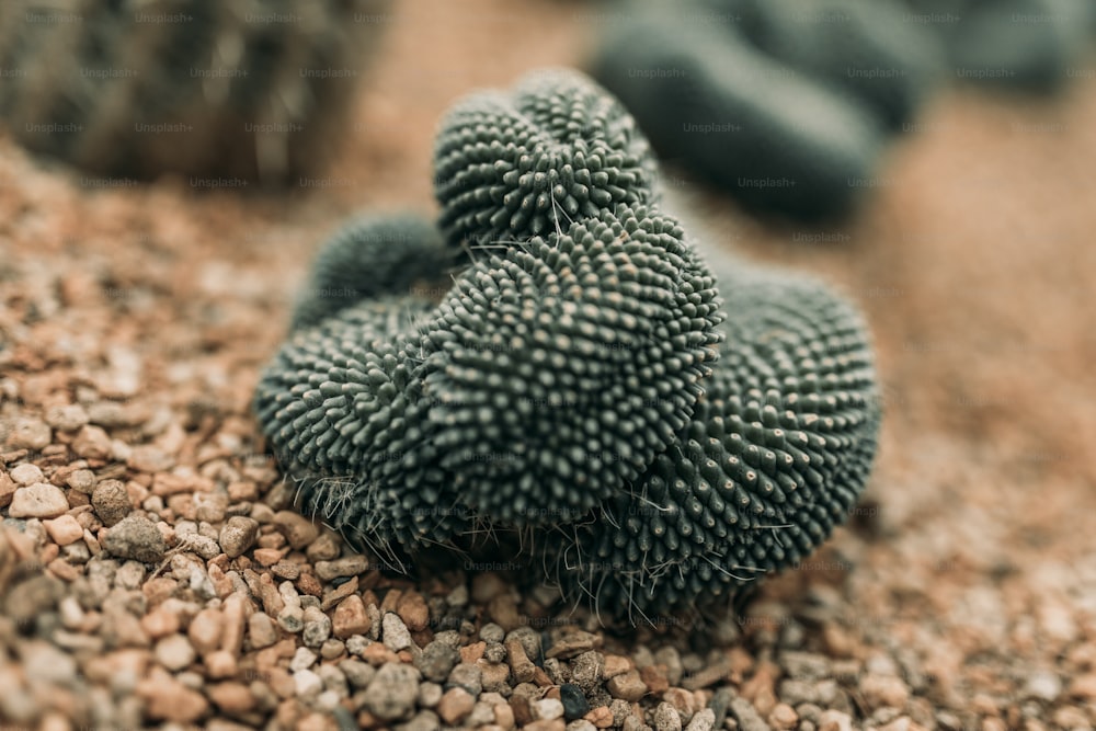 Un primer plano de un cactus en un suelo de grava