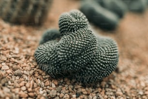 a close up of a cactus on a gravel ground