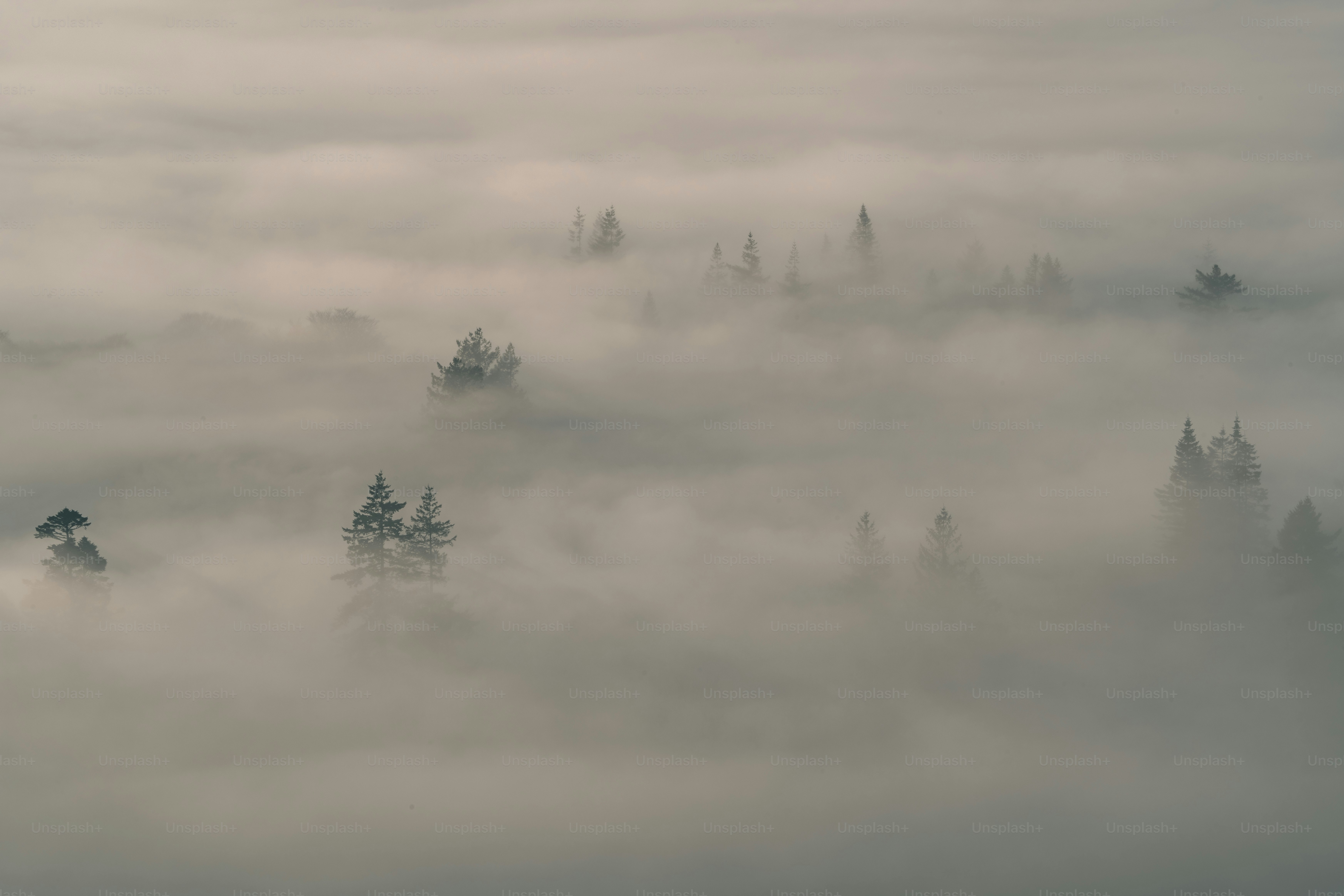 たくさんの木々でいっぱいの霧の森