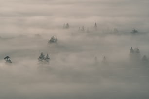 a foggy forest filled with lots of trees