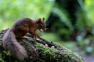 Un écureuil est assis sur une bûche moussue