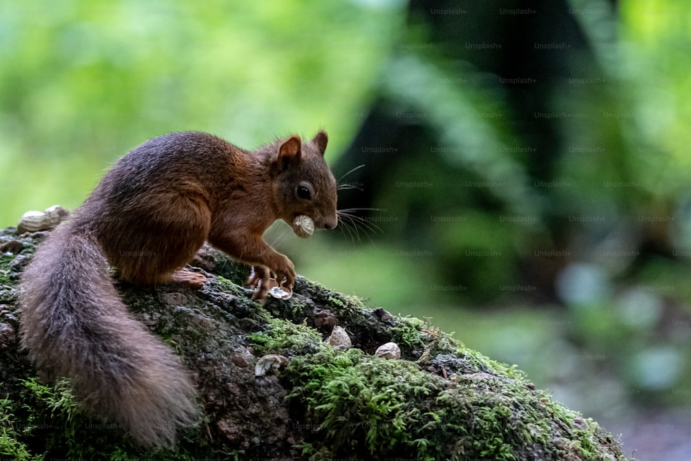 Ein Eichhörnchen sitzt auf einem moosigen Baumstamm