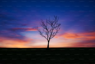 色とりどりの夕日を背景に孤独な木がシルエット