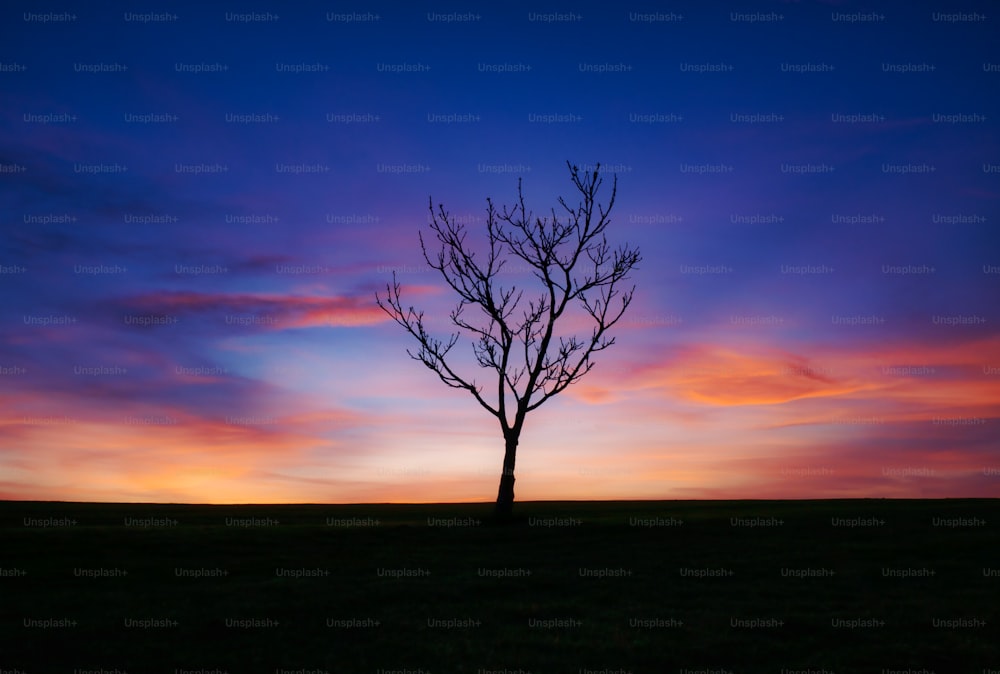 uma árvore solitária é silhuetada contra um pôr do sol colorido