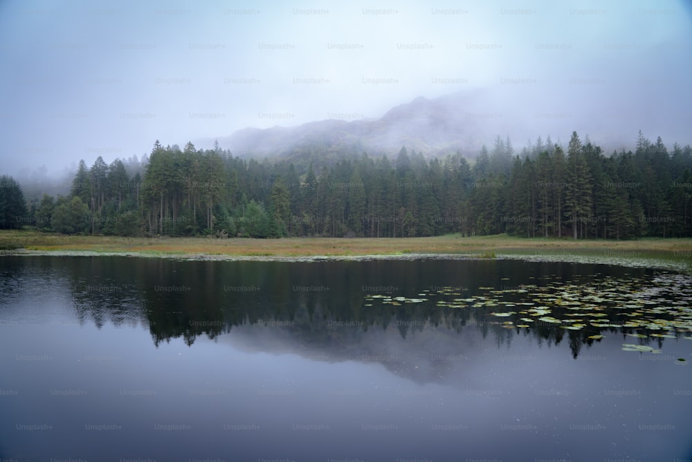 a body of water surrounded by a forest