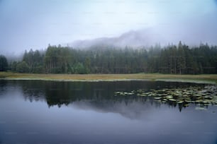 a body of water surrounded by a forest