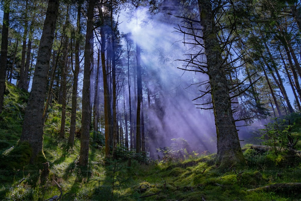 Una foresta piena di molti alberi ad alto fusto