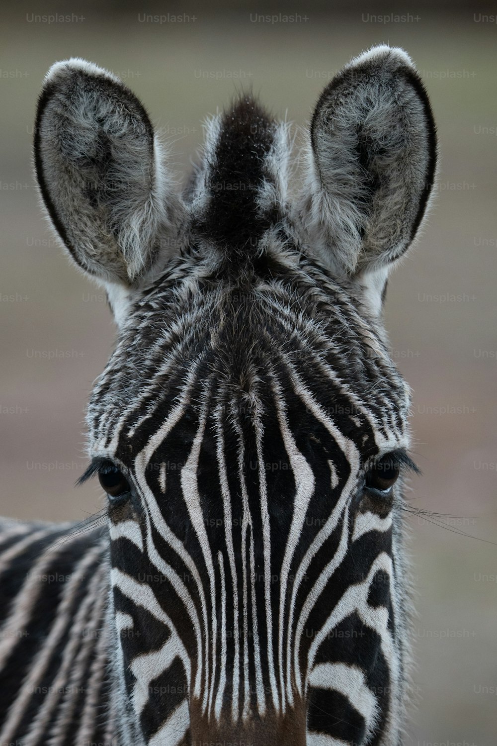 eine Nahaufnahme des Gesichts eines Zebras mit verschwommenem Hintergrund