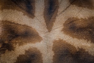 a close up of a giraffe's fur pattern