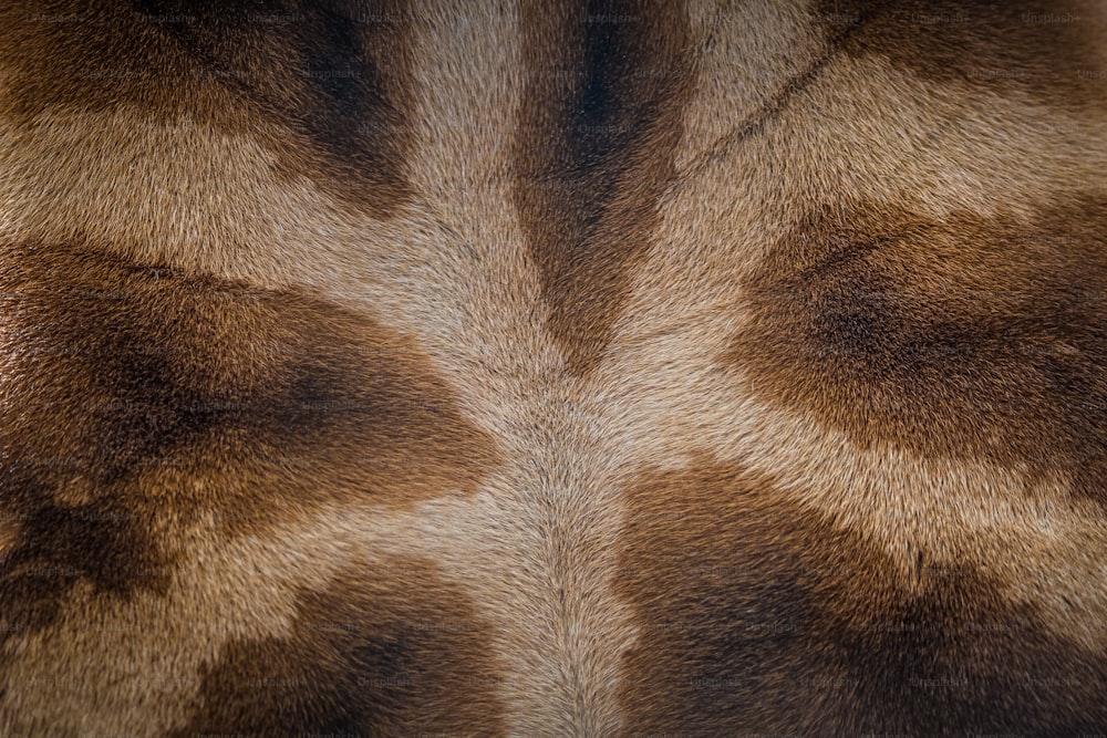 Un primer plano del patrón de pelaje de una jirafa