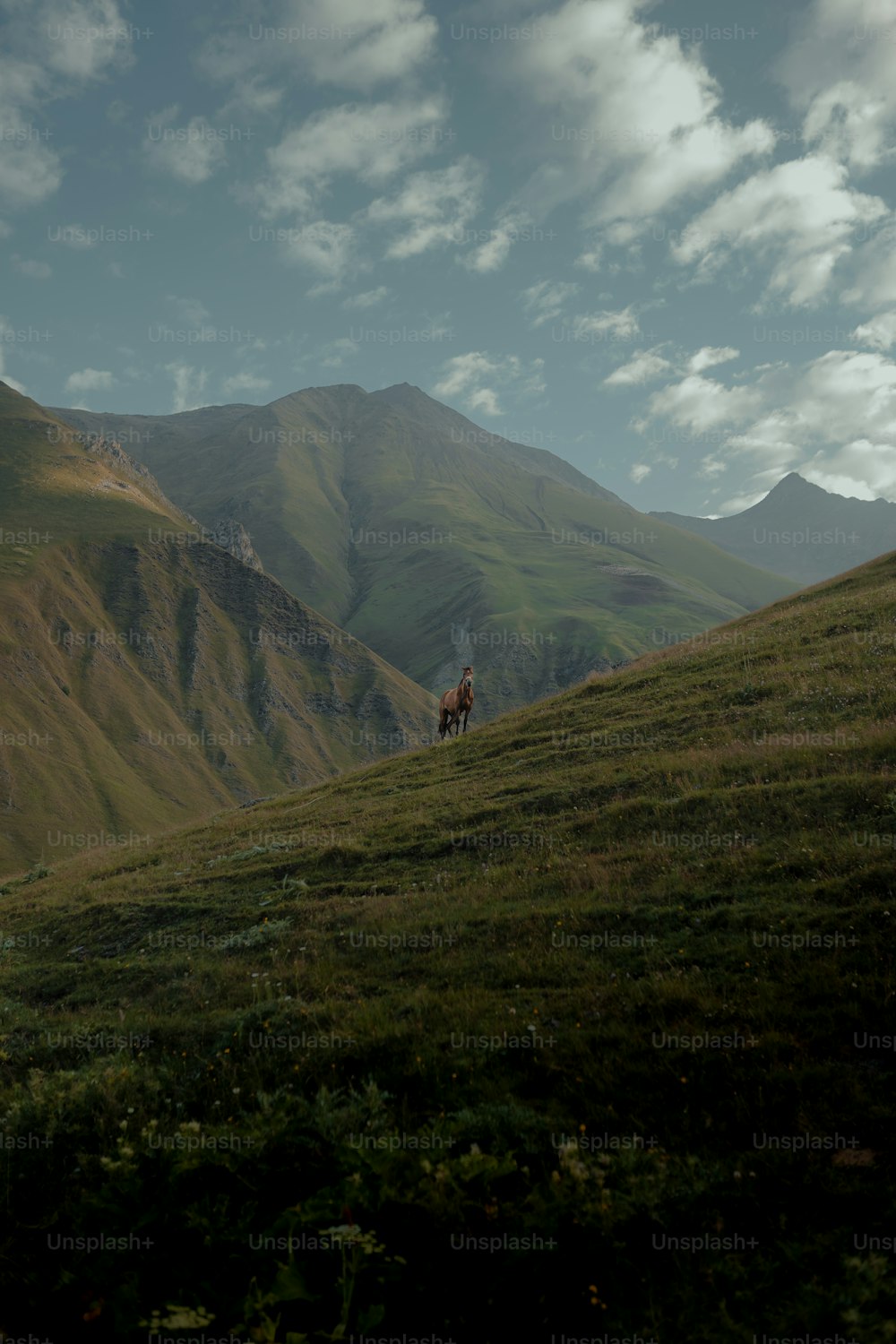Un cavallo in piedi sulla cima di una collina verde lussureggiante