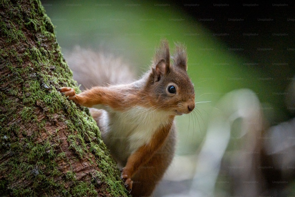 un écureuil se tient sur le flanc d’un arbre