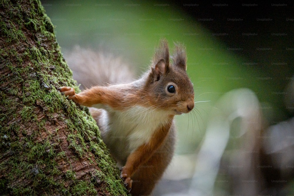 a squirrel is standing on the side of a tree