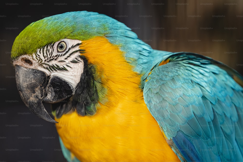 a close up of a blue and yellow parrot