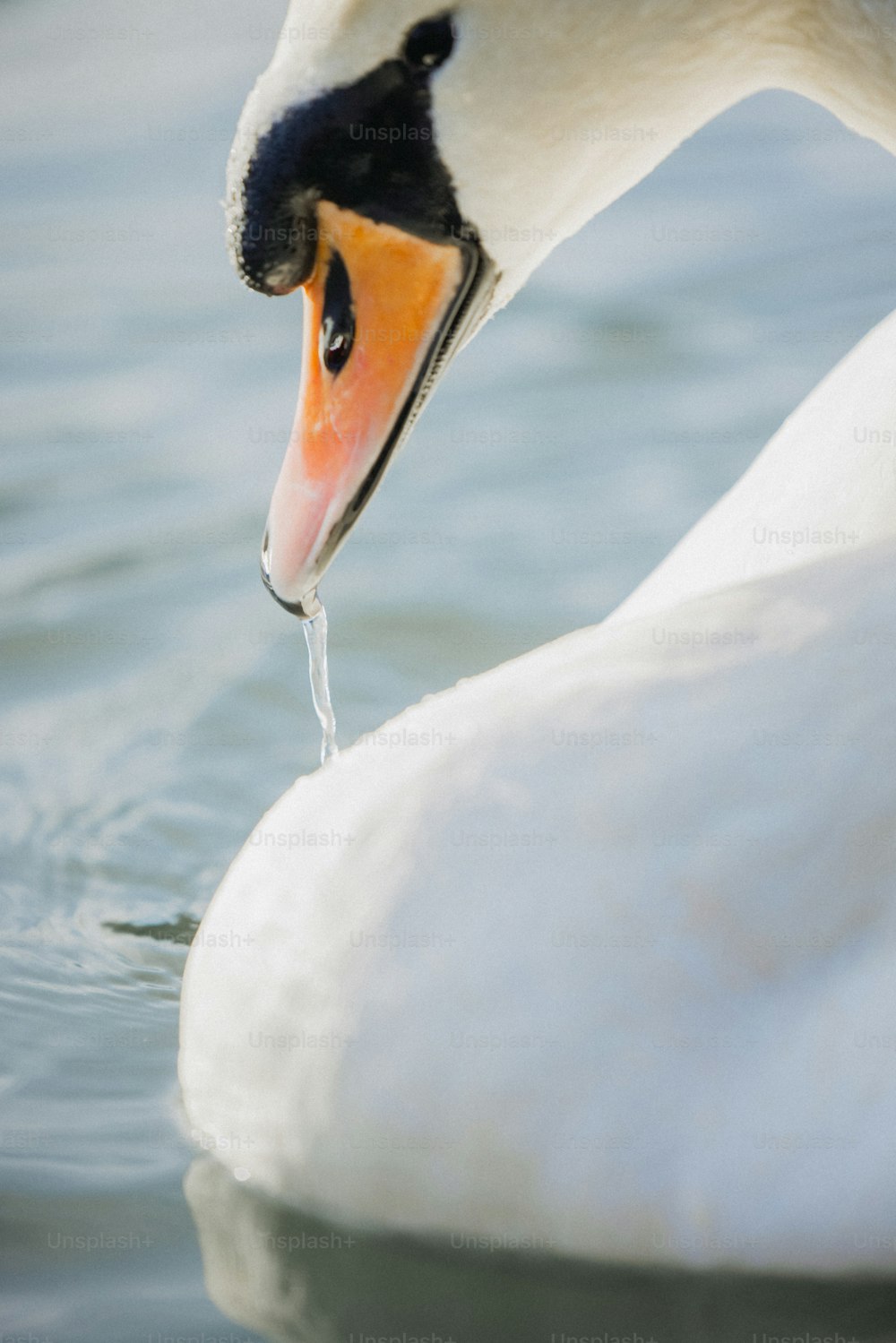 a close up of a swan in the water