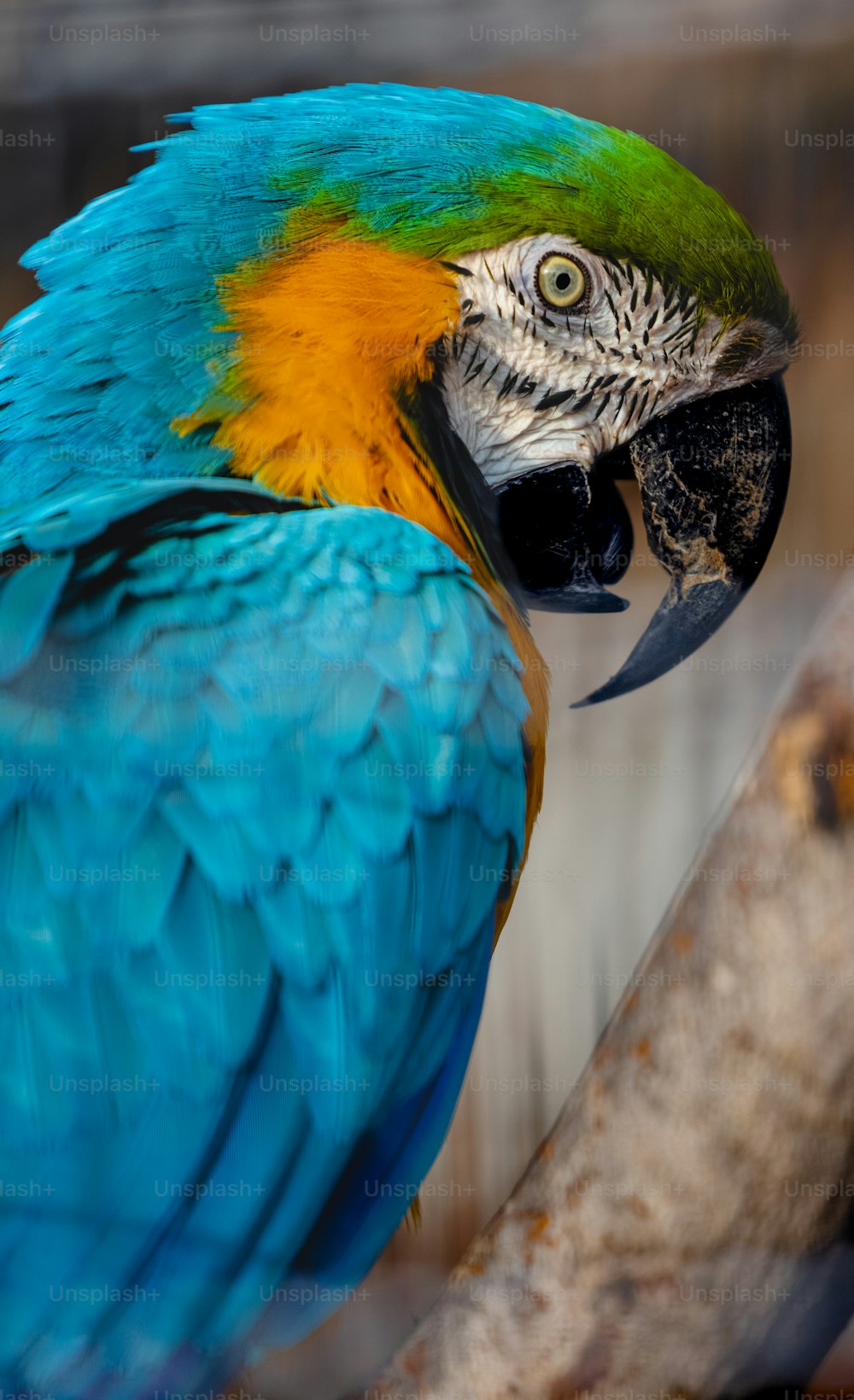 um papagaio azul e amarelo sentado em cima de um galho de árvore