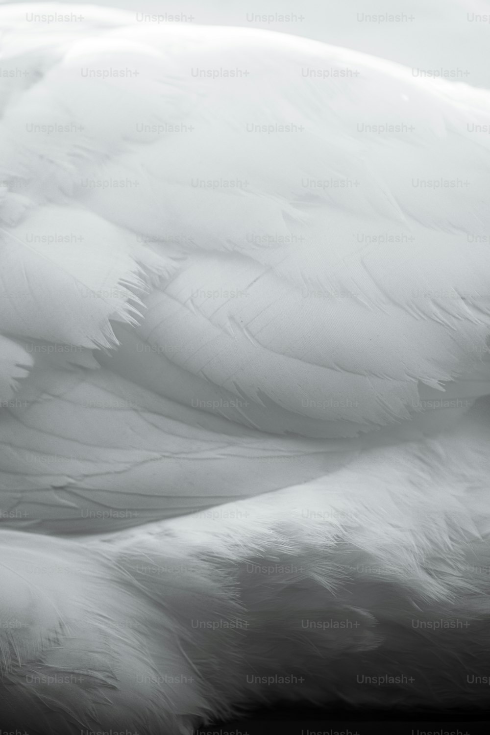 um close up de um grande pássaro branco