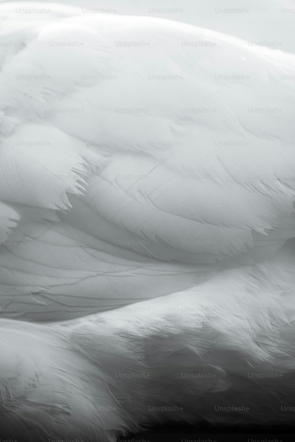 a close up of a large white bird