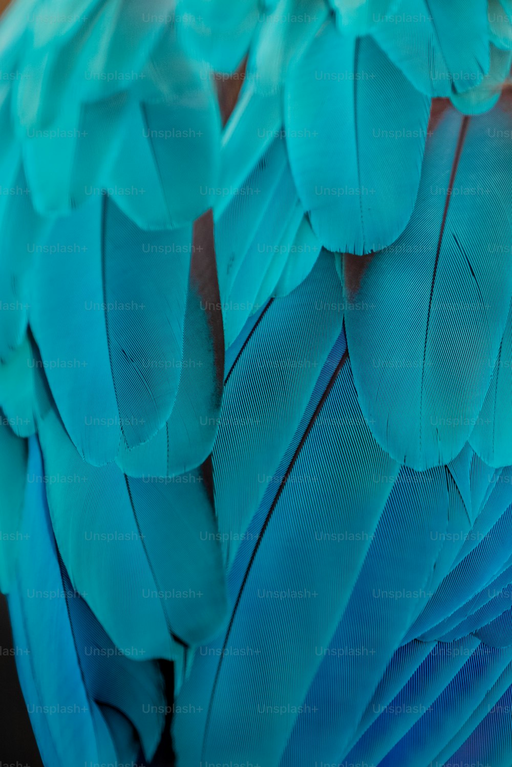 un gros plan des plumes d’un oiseau bleu