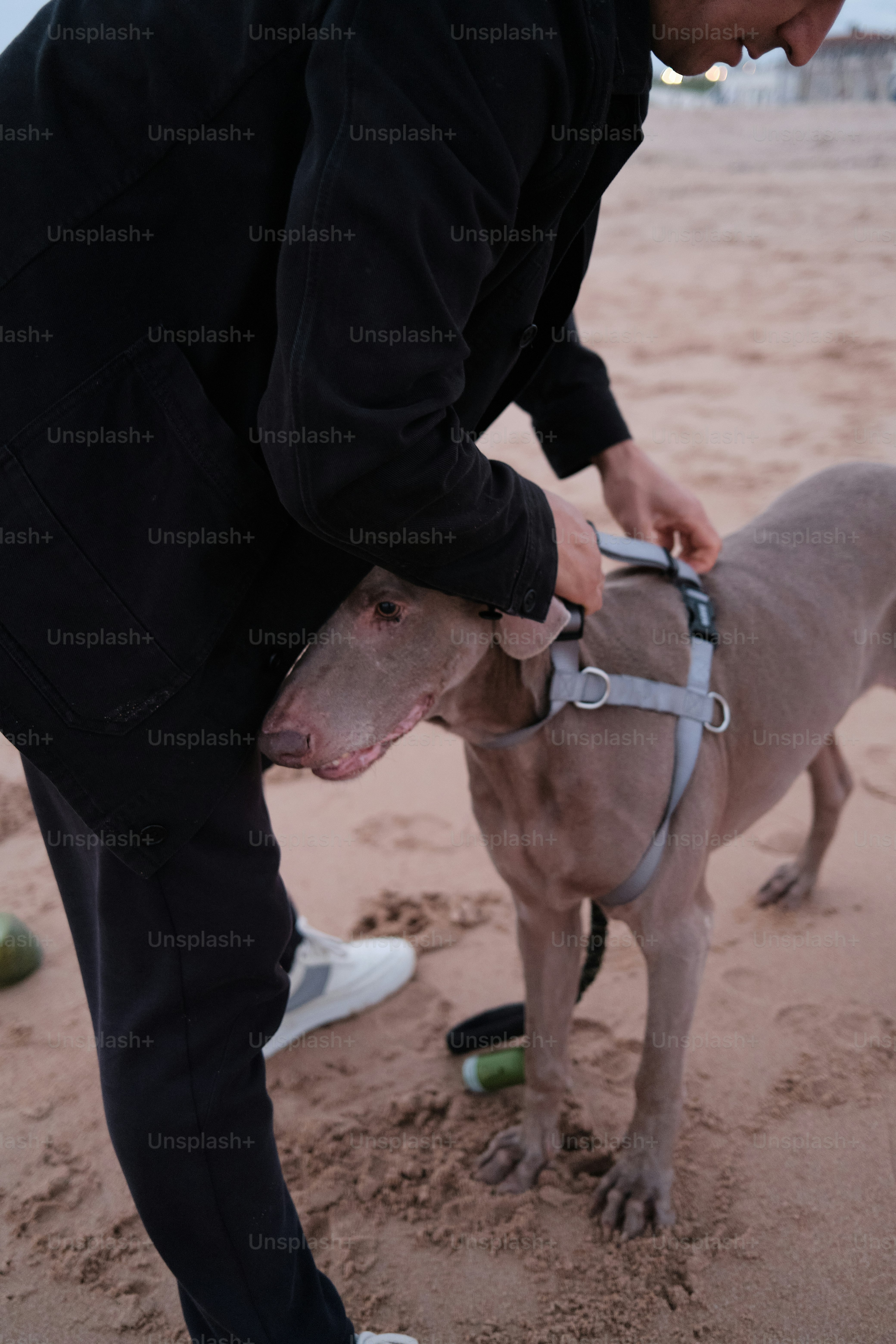 Ein Mann steht neben einem Hund auf einem Sandstrand