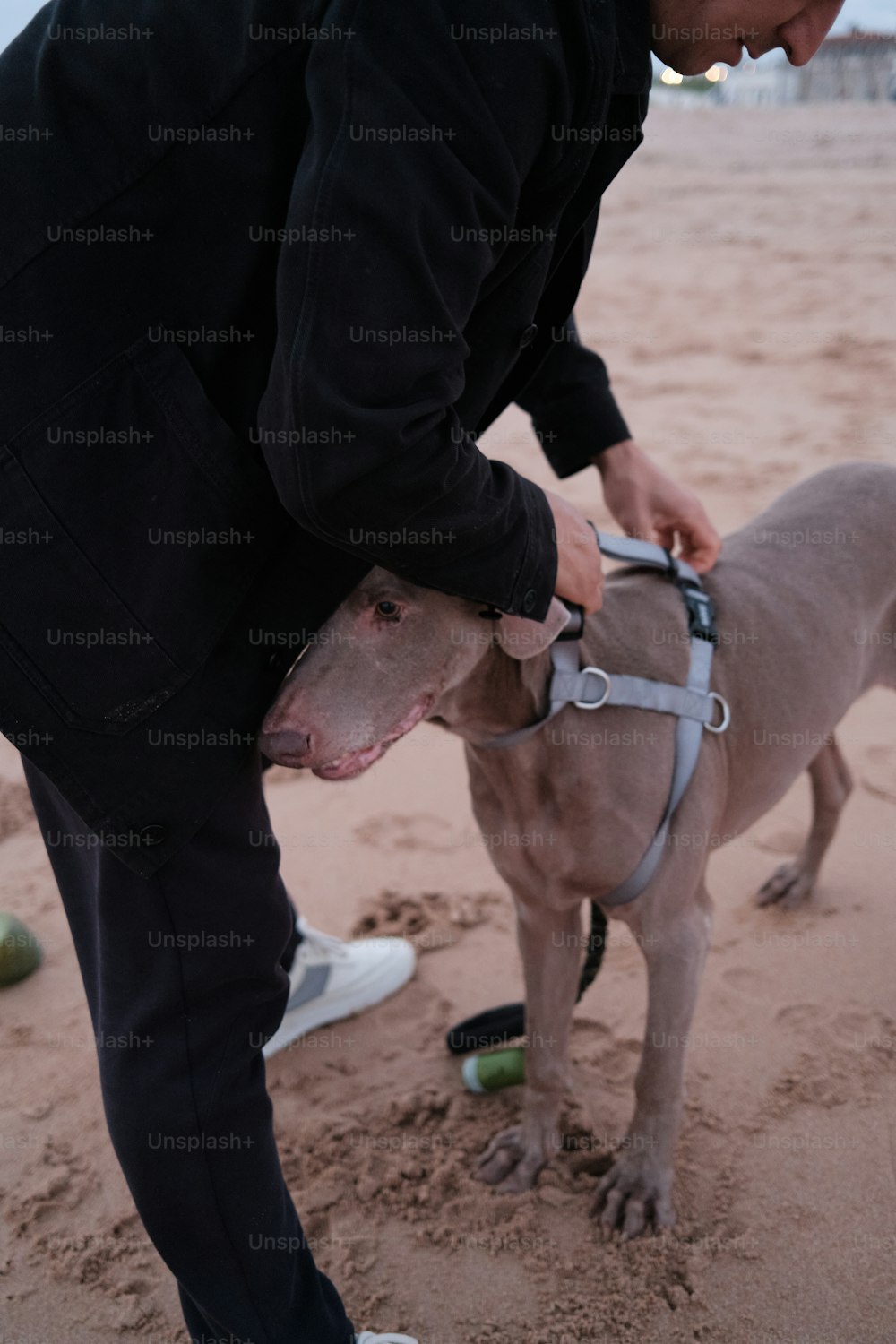 um homem de pé ao lado de um cão em cima de uma praia de areia