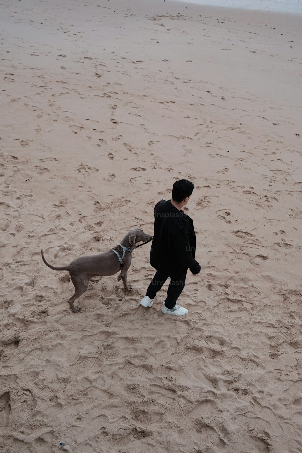 una persona e un cane su una spiaggia