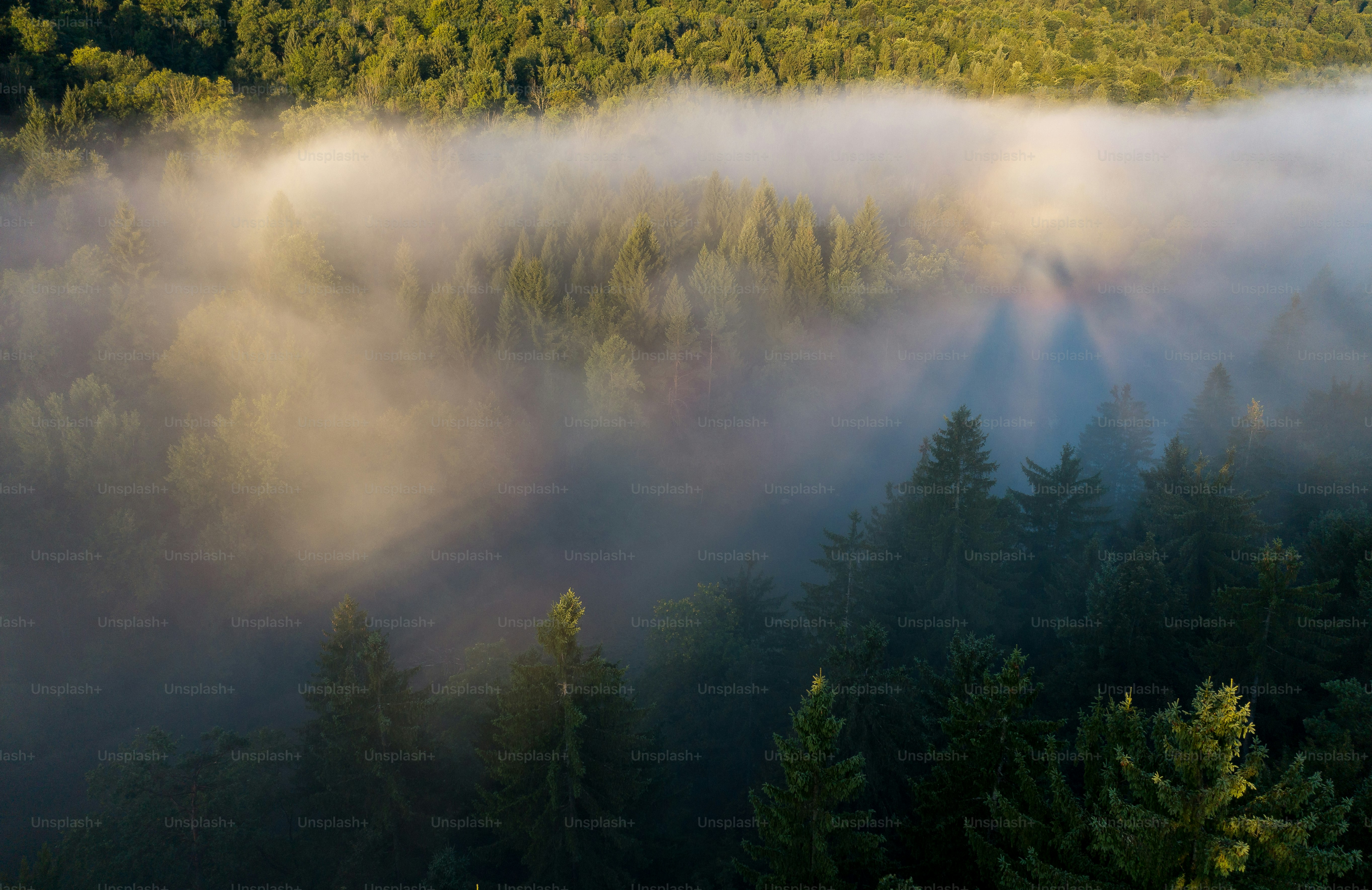 a foggy forest with trees in the foreground
