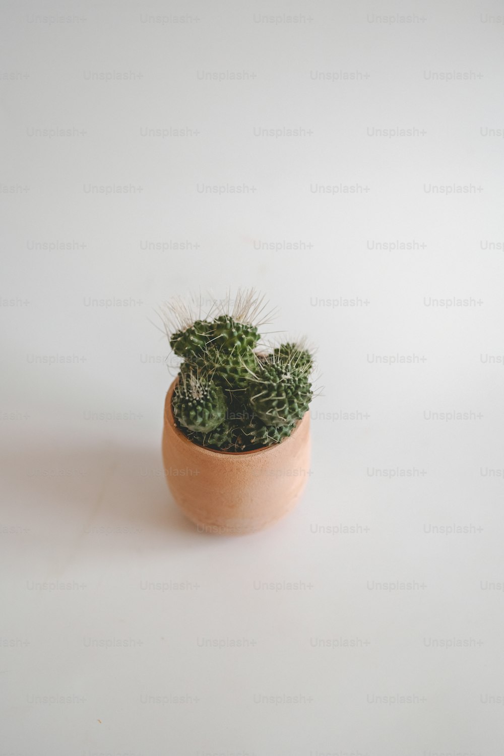 a small cactus in a clay pot on a white surface