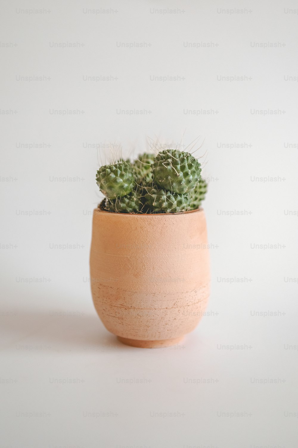 a small cactus in a clay pot on a white background