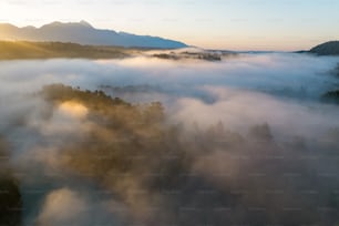 Una vista aérea de un bosque cubierto de niebla