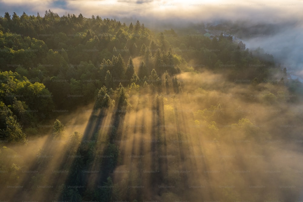 uma vista aérea de uma floresta coberta de nevoeiro