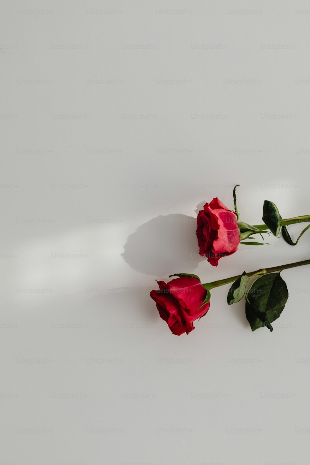 白いテーブルの上に座っている2本の赤いバラ