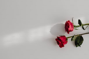 Tre rose rosse posate su una superficie bianca