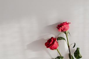 two red roses in a white vase against a white wall